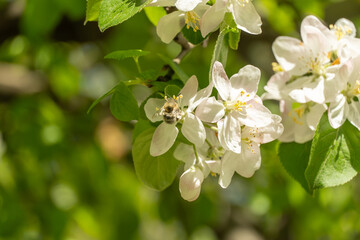 Fototapeta premium Honey bee on apple blossoms in spring season in the garden. Insect collect nectar and spread pollen. Apiculture. Branches of white pink flowers and young green leaves on fruit tree in sunny day.