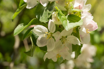 Apple blossoms during spring season in the garden. Beautiful branches of white pink flowers and young green leaves on fruit tree in sunny day. Flora pattern nature texture background.