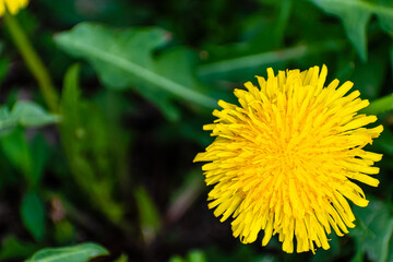 Detail of a dandelion flower, in the middle of green grass.
