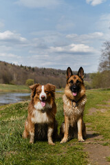 Moscow region, the Moskva River in countryside on warm summer sunny day. German and Australian Shepherds sitting in grass against river and smiling. Two purebred obedient dogs are waiting together.