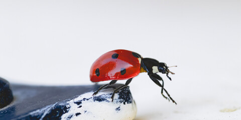 ladybird on a flower