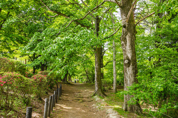 鶴峯公園の散歩道　岡谷市