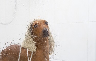 A glass of shower cabin with water drops on it shows a purebred cheerful puppy of Dachshund dog which sits with a wet washcloth on his head at shower cabin