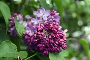 Lilac trees in lilac garden in Moscow.	