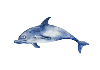 Dark blue dolphin. Underwater world.