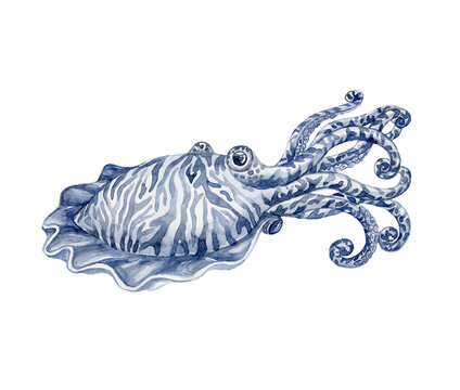 Blue painted Cuttlefish. Underwater world.