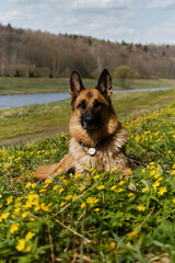A beautiful young dog on walk on warm sunny spring day. Glade of wild anemones and dog. A German shepherd is resting in park in clearing of wild yellow primroses.