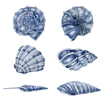 Set of shells. Underwater world.