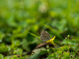 黄色い花の蜜を吸う小さい蝶