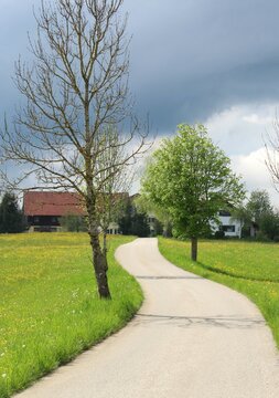 Schmale Landstraße zu Bauernhäusern im Frühling. Auf den Wiesen blüht der Löwenzahn, Allgäu, Bayern.
