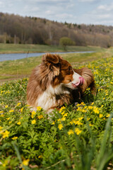 Glade of wild anemones and dog. Australian Shepherd puppy is resting in clearing with yellow primroses on warm sunny spring day. Aussie licking nose on walk in park in summer lies in grass.