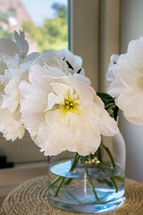 Blooming fluffy white peony flower bouquet next to window on elegant minimal pastel beige background. Creative floral composition. Stunning botany wallpaper or vivid greeting card.