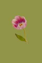 One floating pink tulip flower with green leaves seamless pattern on fresh spring background. Botany floral wallpaper or greeting card. Nature design idea concept. Levitation flowers with copy space.