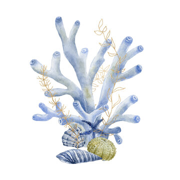 recommend clip art: Coral and shells. Underwater world.
