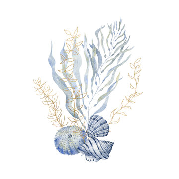 Seaweeds and shells. Design for print.