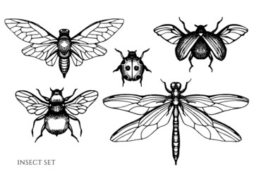 Tea herbs vintage vector illustrations collection. Black and white insect.