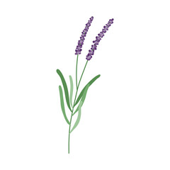 Lavender flower logo. Botanical hand drawn vintage floral collection
