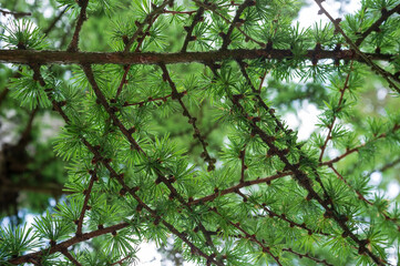 Beautiful larch branches with bright green needles, against the sky, on a cloudy spring day. Bottom view.