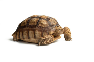 Obraz premium Turtle (Centrochelys sulcata) isolated on white background with clipping path
