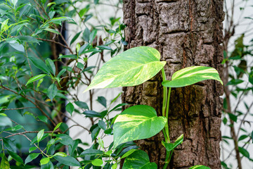 Green tropical plant of Devil's ivy or Golden Hunter's Rolae climbing on a tree trunk with nature background.