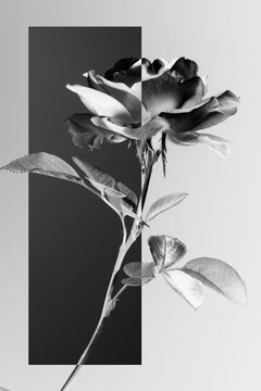 rose flower on a gray background, square frame, black and white image.