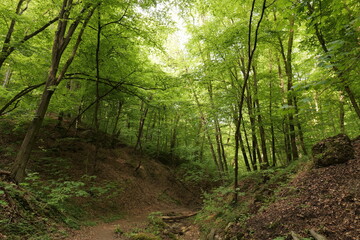Spring European forest. Reserve near Krakow (Poland).