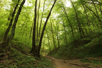 Spring European forest. Reserve near Krakow (Poland).
