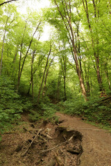 Spring European forest. Reserve near Krakow (Poland).