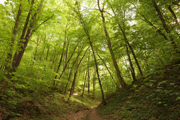 Obraz premium Spring European forest. Reserve near Krakow (Poland).