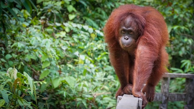 Orangutan In The Jungle Of Borneo