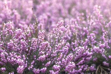 Beautiful pink purple flowering heather close-up, copy space for text