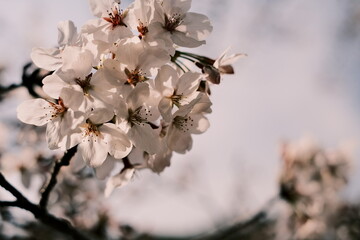 blossom in spring