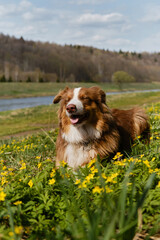 Glade of wild anemones and dog. Australian Shepherd puppy is resting in clearing with yellow primroses on warm sunny spring day. Aussie on walk in park in summer lies in grass.