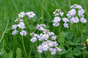 Mayflowers with filled blossoms (Cardamine pratensis) on a natural meadow.