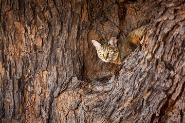 Southern African wildcat lying down in a tree in Kgalagadi transfrontier park, South Africa; specie Felis silvestris cafra family of Felidae