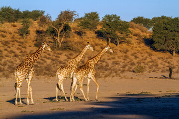 Three Giraffes early morning in dry land  in Kgalagadi transfrontier park, South Africa ; Specie Giraffa camelopardalis family of Giraffidae