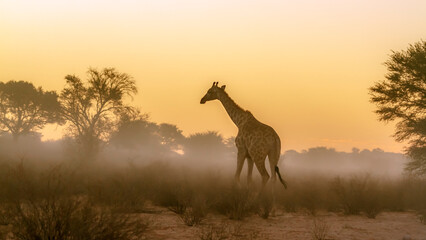 Giraffe walking at sunset in Kgalagadi transfrontier park, South Africa   Specie Giraffa camelopardalis family of Giraffidae © PACO COMO