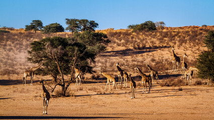 Large group of Giraffes in desert in Kgalagadi transfrontier park, South Africa   Specie Giraffa camelopardalis family of Giraffidae © PACO COMO
