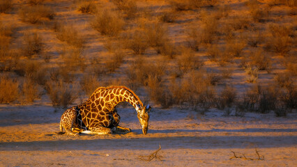Giraffe lying down in morning light in Kgalagadi transfrontier park, South Africa ; Specie Giraffa camelopardalis family of Giraffidae