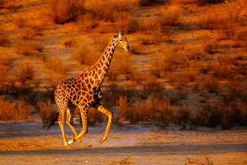 Giraffe standing up in morning light in Kgalagadi transfrontier park, South Africa ; Specie Giraffa camelopardalis family of Giraffidae