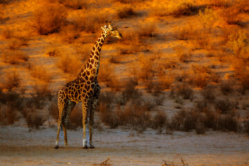 Giraffe standing in morning light in Kgalagadi transfrontier park, South Africa ; Specie Giraffa camelopardalis family of Giraffidae