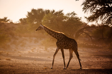 Giraffe walking backlit in morning light in Kgalagadi transfrontier park, South Africa ; Specie Giraffa camelopardalis family of Giraffidae