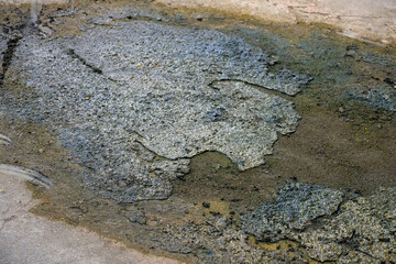 lichen on rock