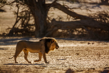 African lion male walking in sand dune at sunrise  in Kgalagadi transfrontier park, South Africa; Specie panthera leo family of felidae