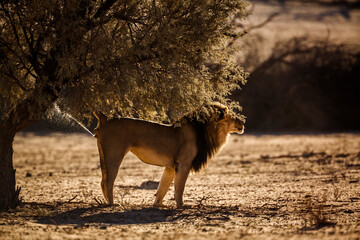 African lion marking territory in backlit  in Kgalagadi transfrontier park, South Africa; Specie panthera leo family of felidae
