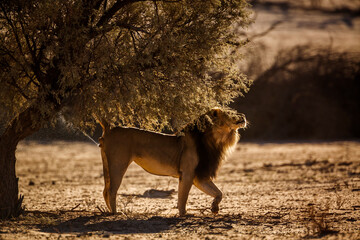 African lion marking territory in backlit  in Kgalagadi transfrontier park, South Africa; Specie panthera leo family of felidae
