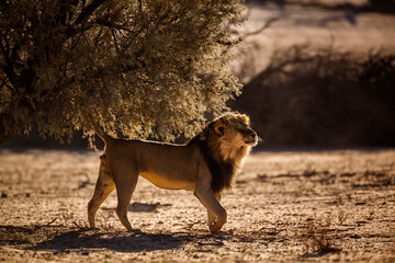African lion marking territory in backlit  in Kgalagadi transfrontier park, South Africa; Specie panthera leo family of felidae
