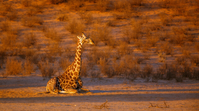 Giraffe lying down in morning light in Kgalagadi transfrontier park, South Africa ; Specie Giraffa camelopardalis family of Giraffidae