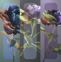 collage of rose flowers, abstract pastel colors and oval frames, three images.