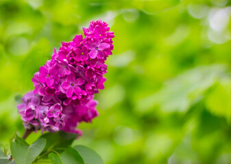 lilac twig with beautiful flowers on a background of green leaves with a copy space. blossom spring plant